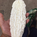 Pearl White Bitter Melon Seeds, 10 Seeds