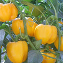 Yellow Bell Pepper Seeds, 20 Seeds