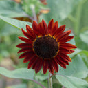 HEL09 Red Sunflower, 100 Seeds
