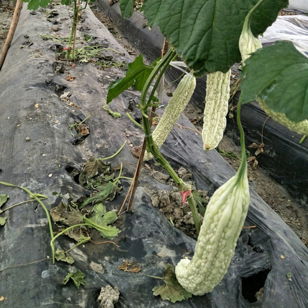 Chang Cui Yu Slender Bitter Melon, 5 Seeds