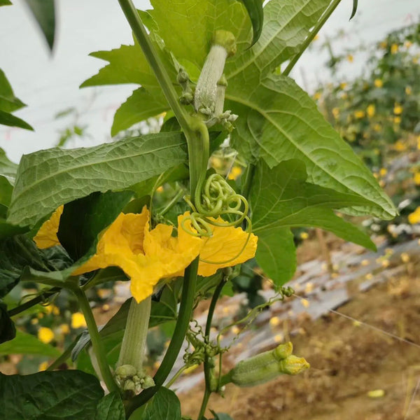 White Jade No.1 Luffa Seeds, 10g