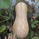 Pillow Pumpkin Seeds, 10 Seeds