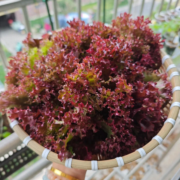 'Jinghong-1' Loose-leaf Lettuce Seeds, 5g