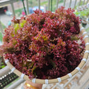 'Jinghong-1' Loose-leaf Lettuce Seeds, 5g