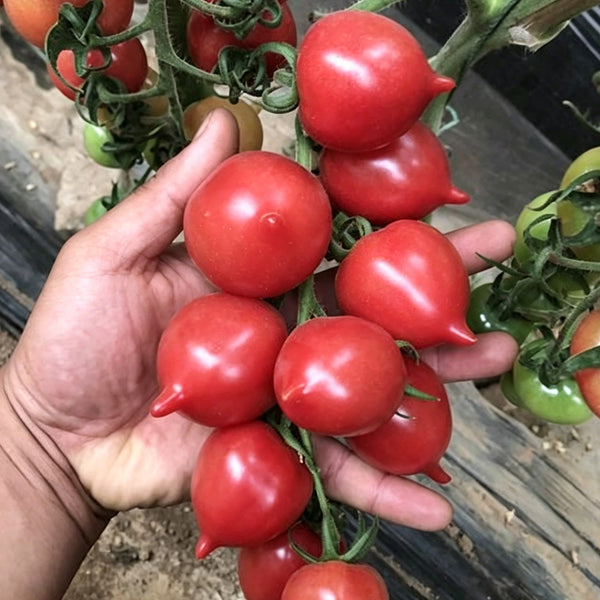 Spring Peach Heart Tomato, 10 Seeds
