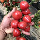Spring Peach Heart Tomato, 10 Seeds