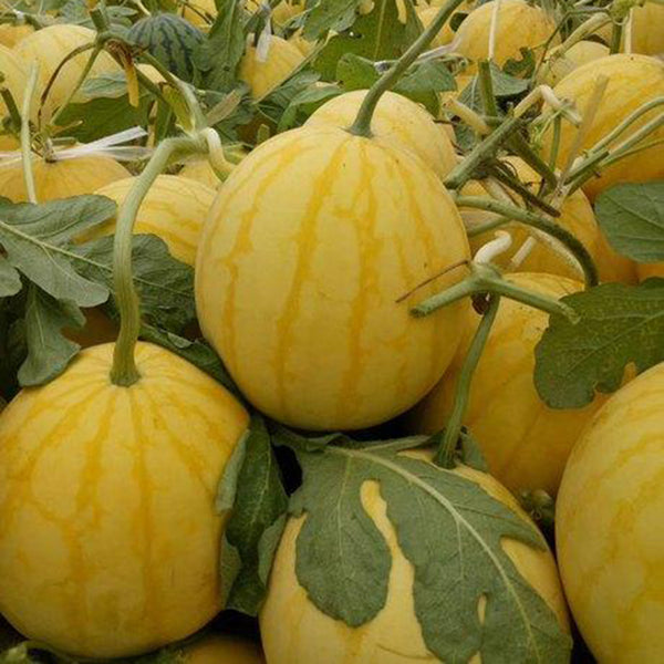 'Fuqi Chaoyang' Watermelon Seeds, 200 Seeds