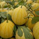 'Fuqi Chaoyang' Watermelon Seeds, 200 Seeds