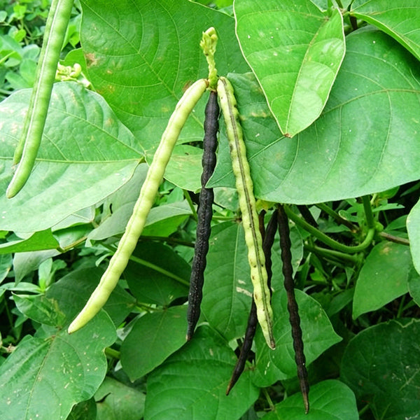 'Fenlüdou No.3' Mung Bean Seeds, 40 Grams ≈ 600 ~ 700 Seeds