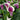 'Picasso' Calla Lily, 16/18cm Circumference, 1 Bulb
