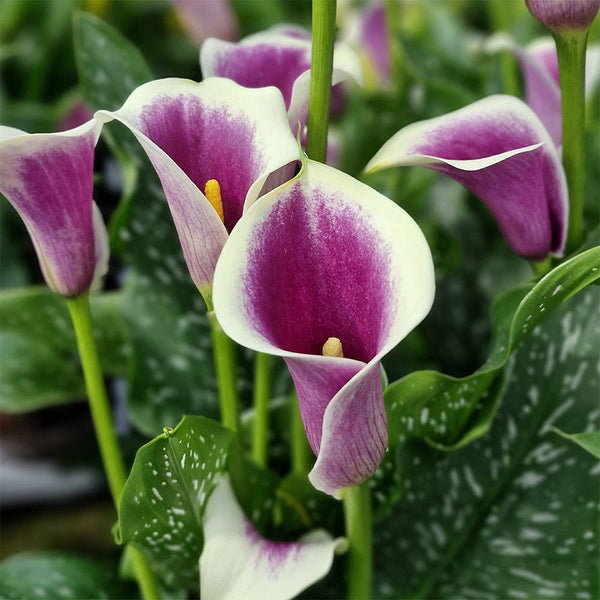 'Picasso' Calla Lily, 16/18cm Circumference, 1 Bulb