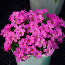 Oxalis obtusa Series Bulb - 'Phanton', 2 Bulbs