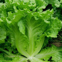 Emerald Crisp' Lettuce Seeds, 10g