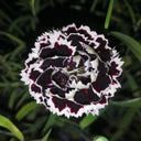 'Black-white Minstrel' Dianthus Seeds