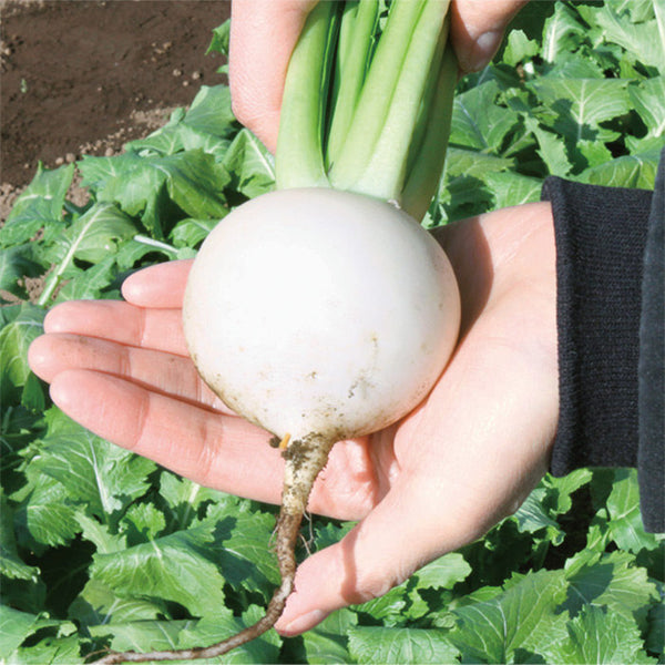 Xiatong No.2 F1 Turnip Seeds, 10g