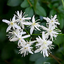 Clematis Chinensis Seeds, Pack of 50