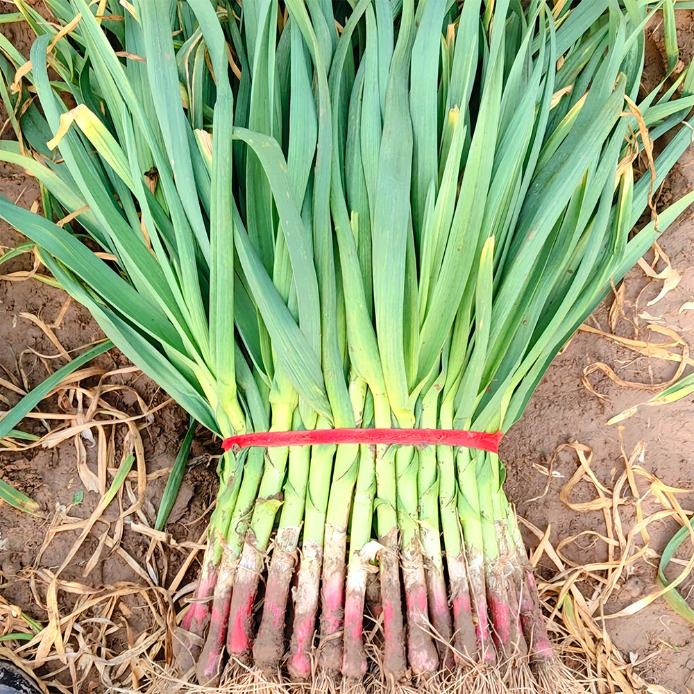 Red Root Leek Seeds