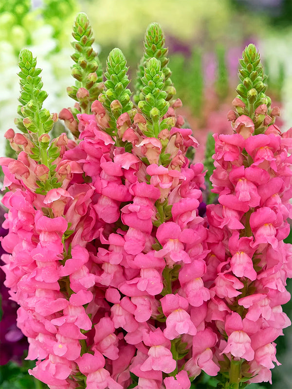 Tall Snapdragon, Pink