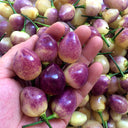 Vibrant Guangxi Rainbow Pickled Pepper Seeds
