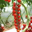 'Waterfall' Tomato