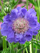 Scabiosa caucasica 'Fama Deep Blue'