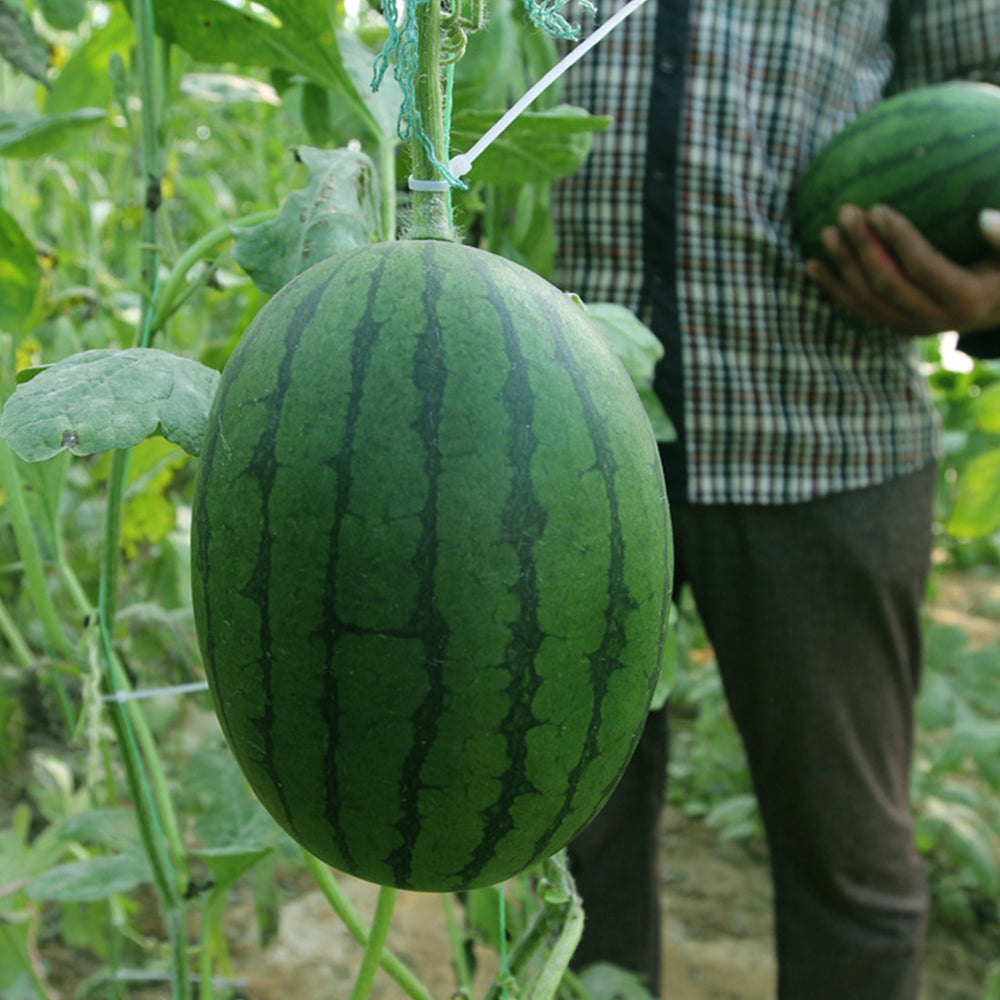 'Xiaoyu Peeling' Series Watermelon Seeds