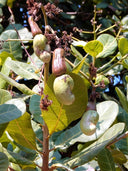 Cashew Tree Seeds, Pack of 5