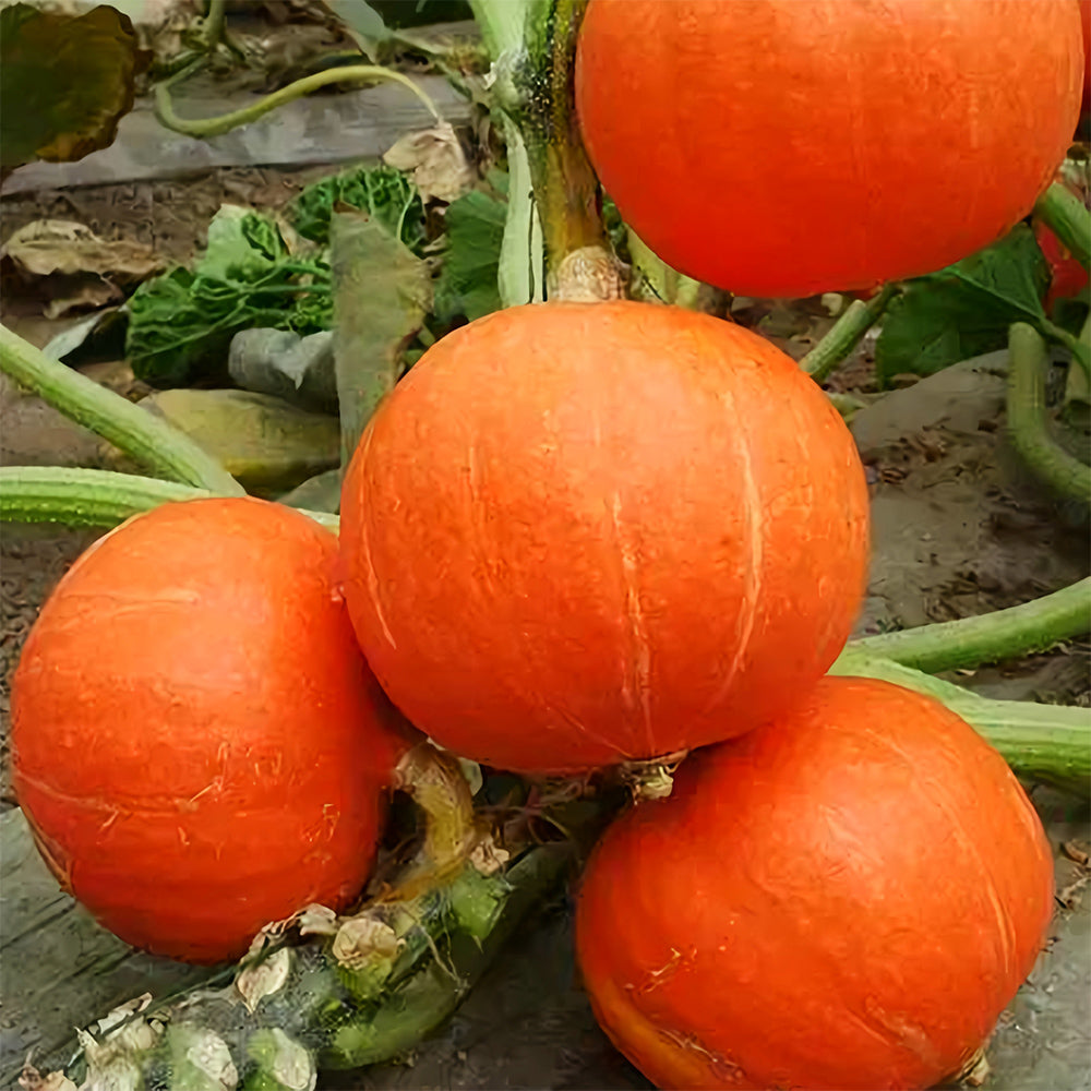 Red Babe Chestnut Pumpkin Seeds