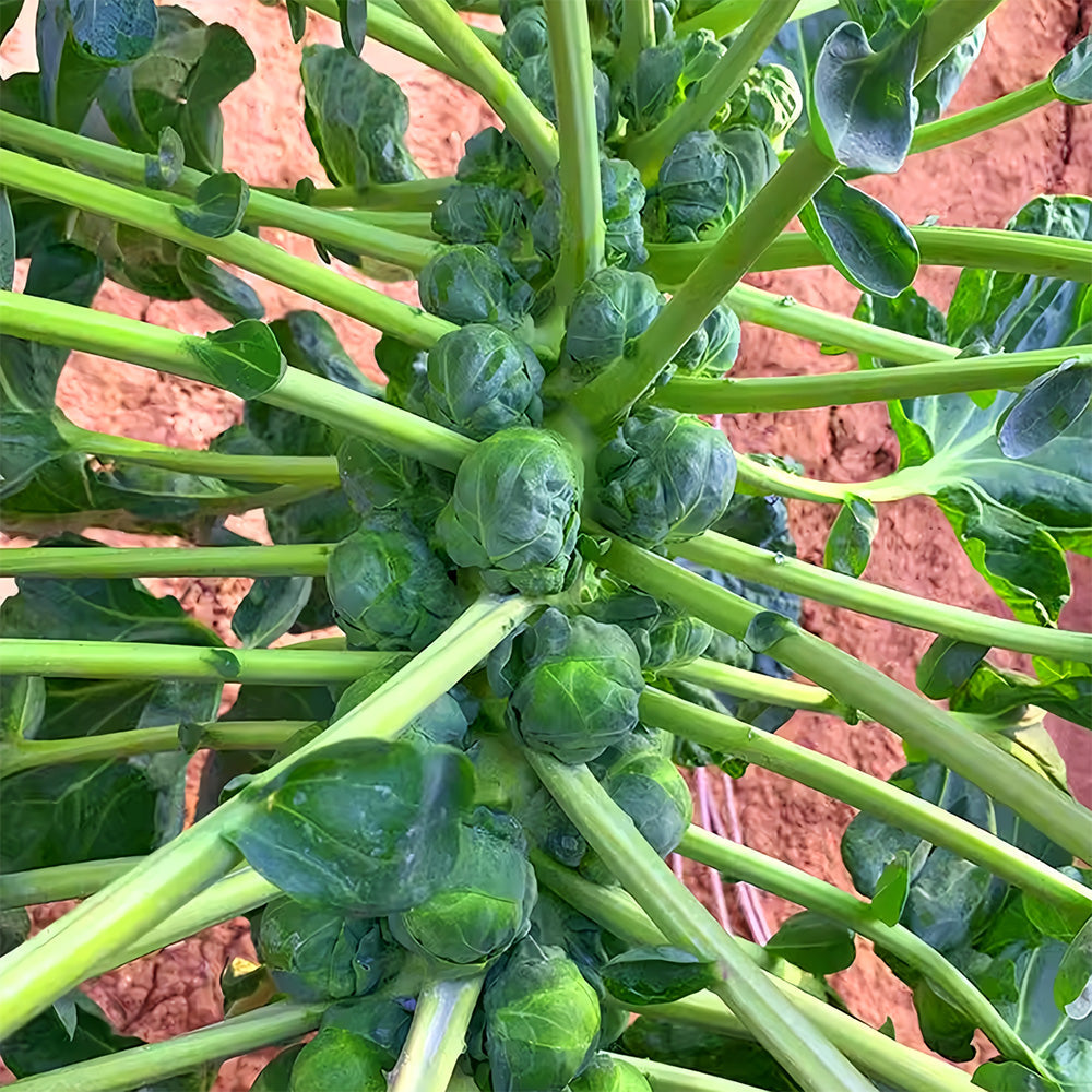 Jingyan Brussels Sprout Kale