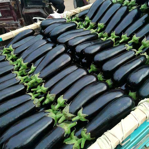 'Glossy Black' Long Eggplant Seeds