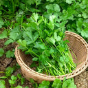Jingyan Fast-growing Coriander