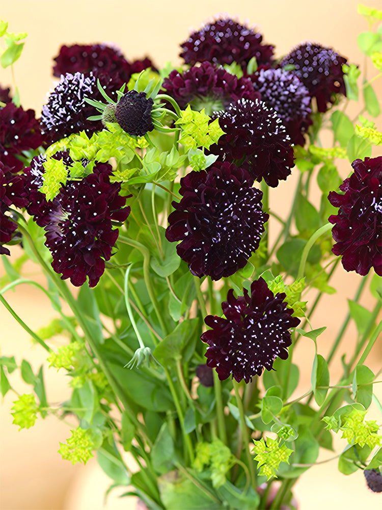 Scabiosa Atropurpurea, Black