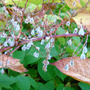 Reynoutria japonica Seeds