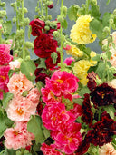 Dwarf Alcea, Mixed Dual