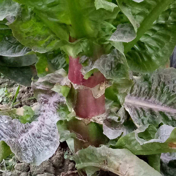 Red Asparagus Lettuce Seeds