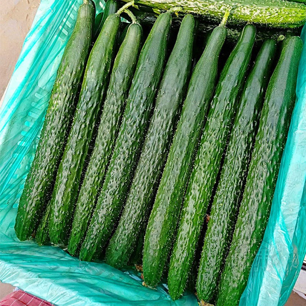 'Jinyan No.4' Thorny Green Cucumber