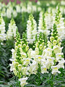 Tall Snapdragon, White
