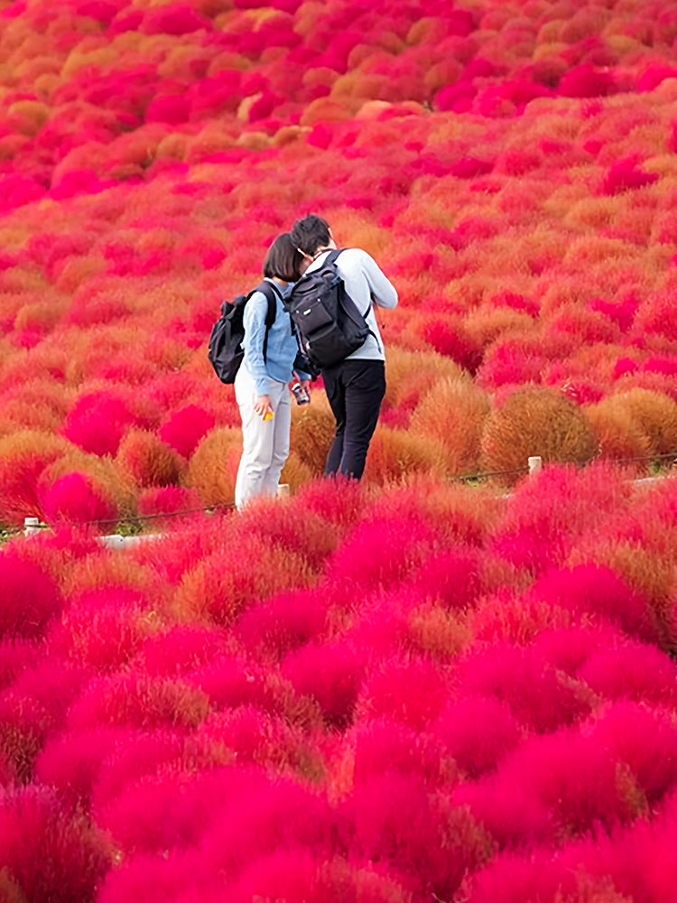 Kochia Scoparia, Red