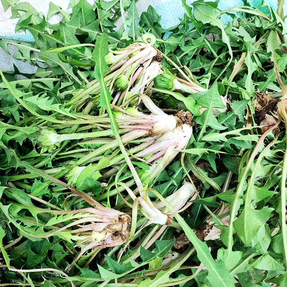 Yellow Dandelion Seeds