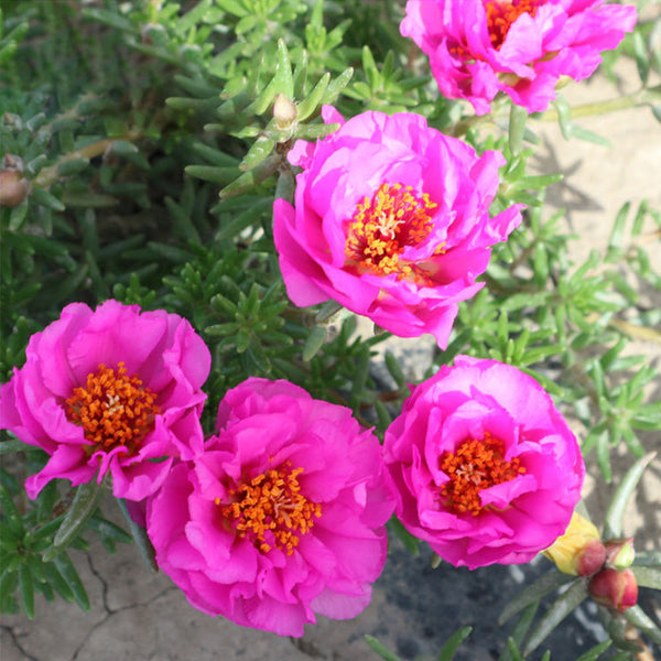 Moss Rose Seeds, Mixed Portulaca grandiflora