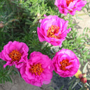 Moss Rose Seeds, Mixed Portulaca grandiflora
