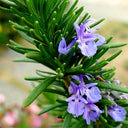 Rosemary Seeds