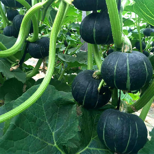 'Green Baby' Small Pumpkin Seeds