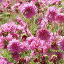 Cosmos bipinnatus 'Double Click Rose Bonbon'