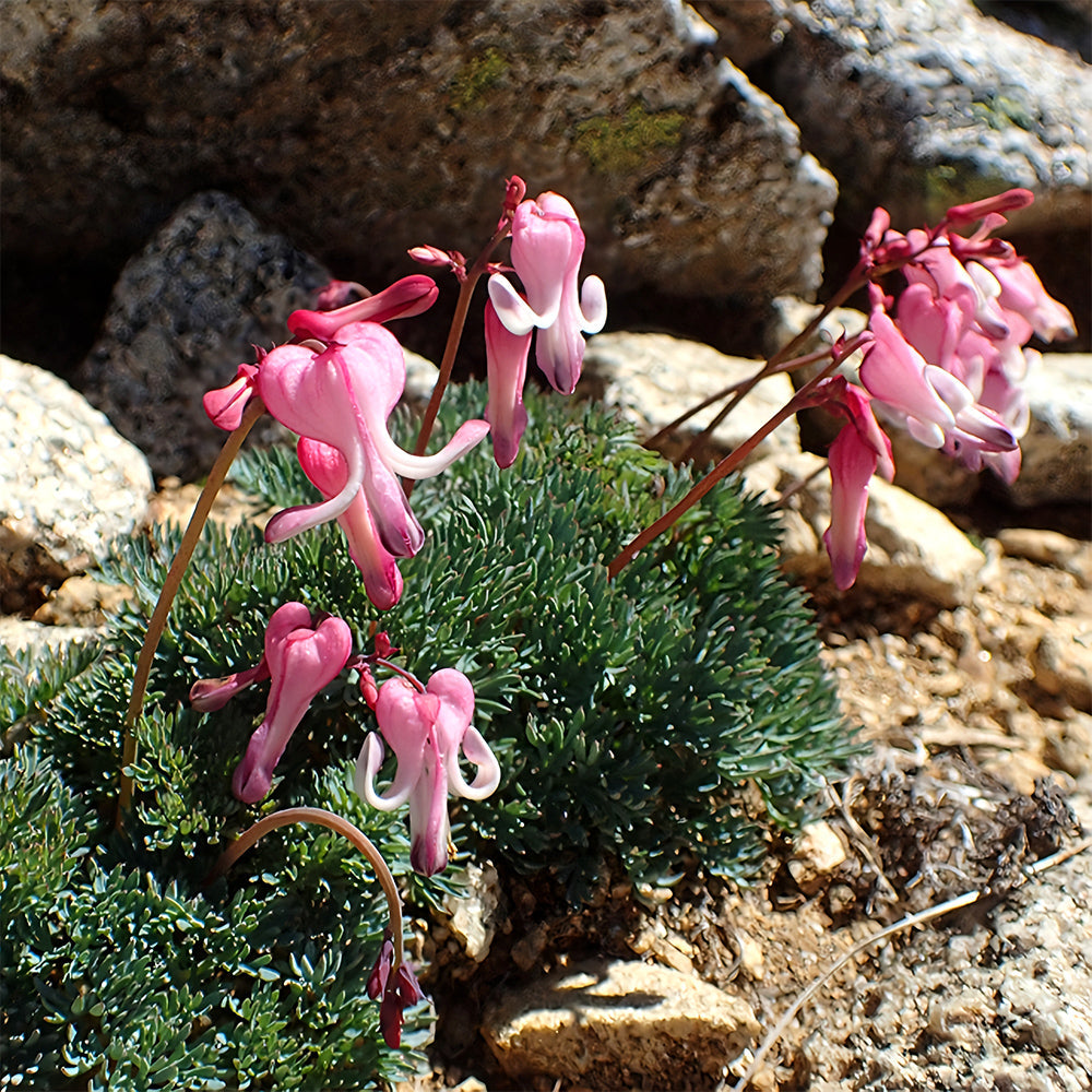 Dicentra peregrina Seeds - Lovely Pink Heart-shaped Blooms