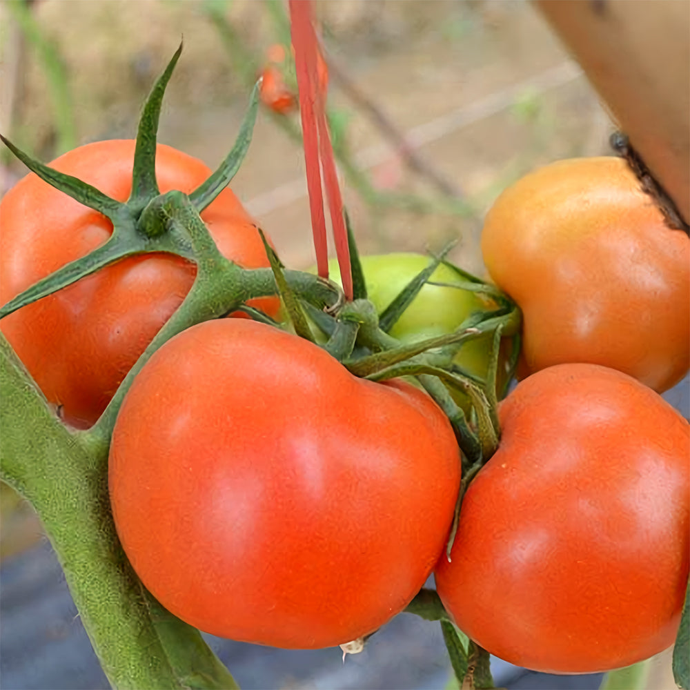 'China Veggies No.4' Tomato