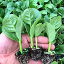 Basella alba Green Malabar spinach Seeds