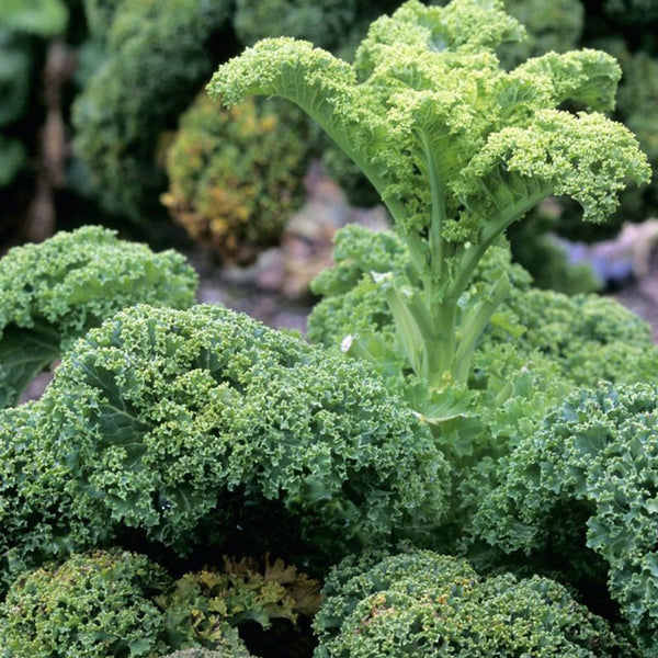 'Blue Ridge' Kale Seeds
