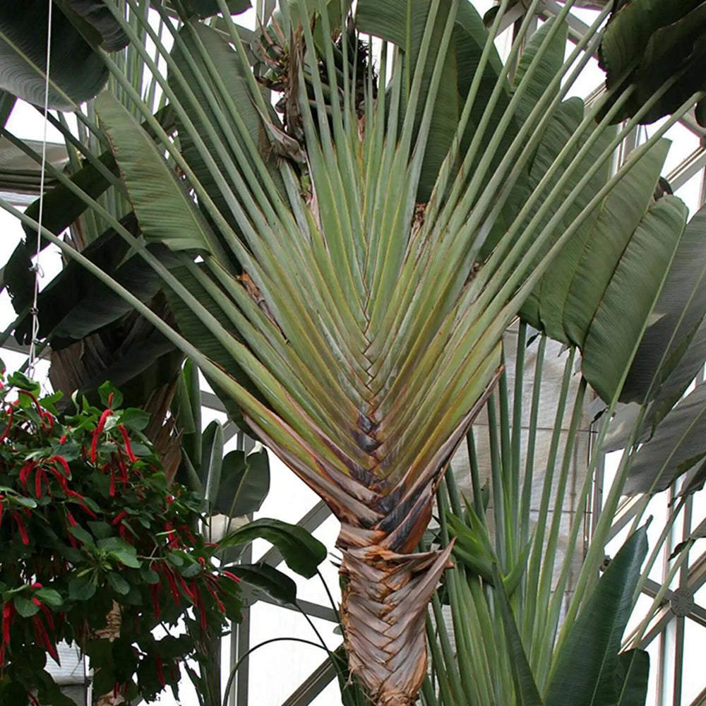 Traveller's Palm Seeds