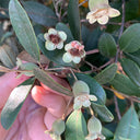 Rhodomyrtus Tomentosa
